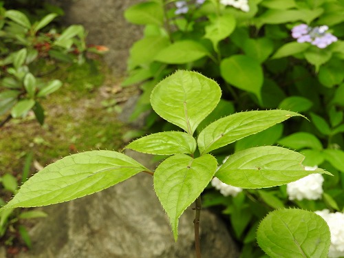 筥崎宮花庭園25