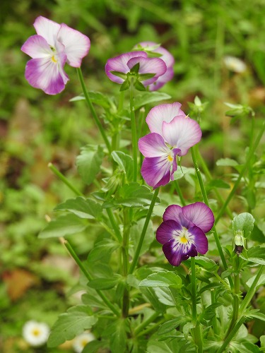 筥崎宮花庭園27