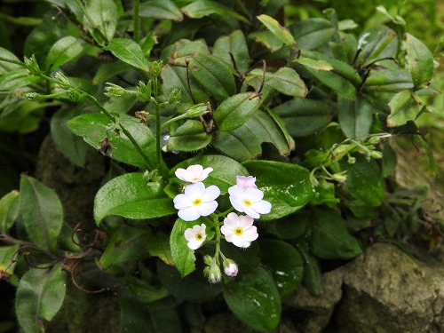 筥崎宮花庭園28