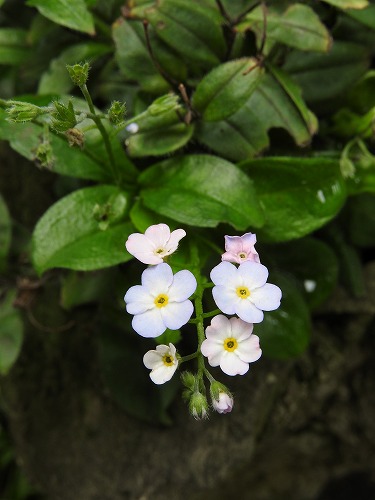 筥崎宮花庭園29