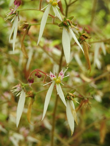筥崎宮花庭園30