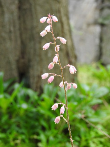 筥崎宮花庭園31