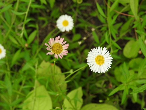 筥崎宮花庭園33