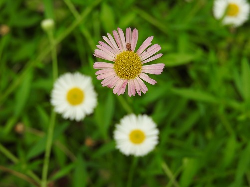 筥崎宮花庭園34