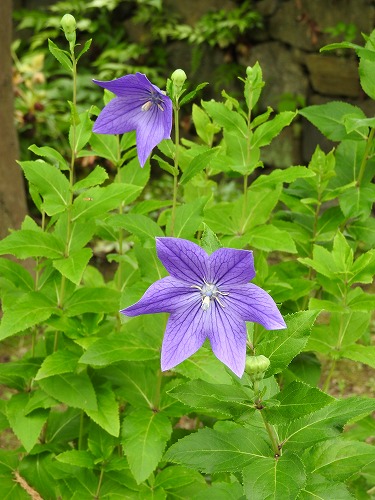 筥崎宮花庭園35