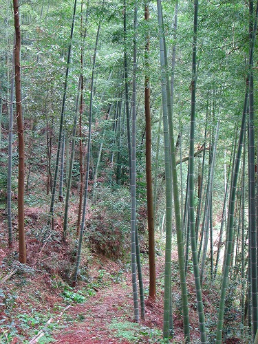秋月八幡宮13