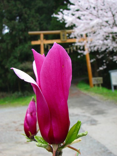 秋月八幡宮4