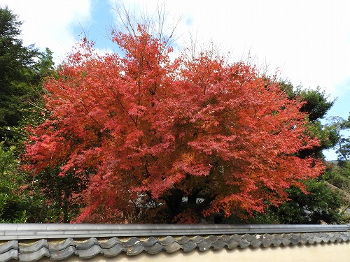 久野邸7