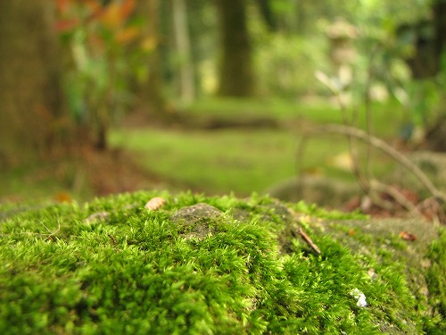 苔園5