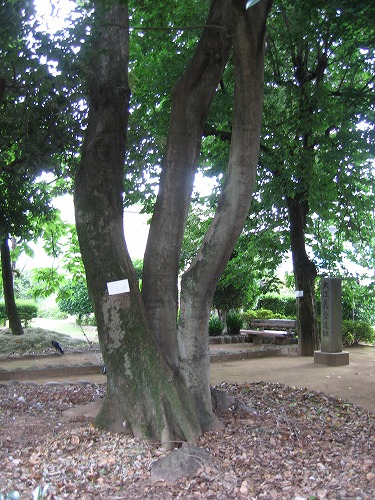 徳富記念園10