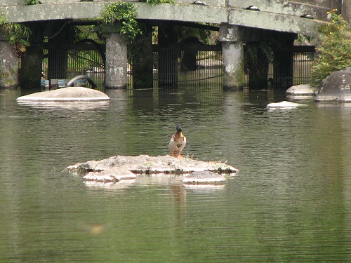 水前寺成趣園18