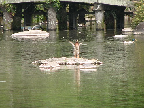 水前寺成趣園17