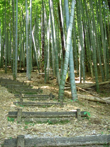 叢桂園8