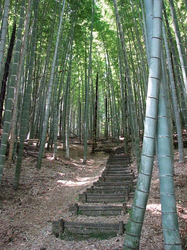 叢桂園11