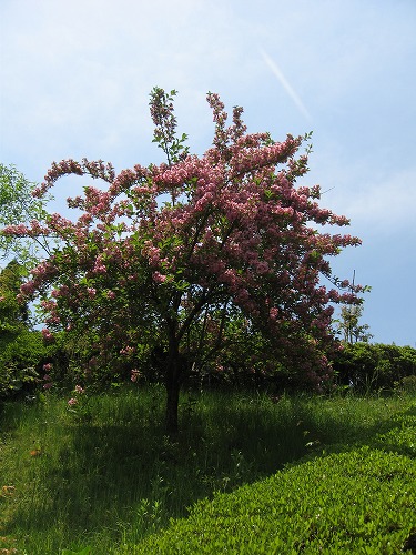 峠の茶屋公園29