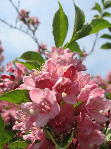 峠の茶屋公園3