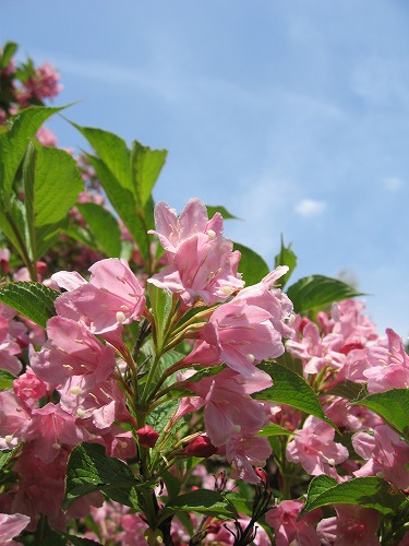 峠の茶屋公園30