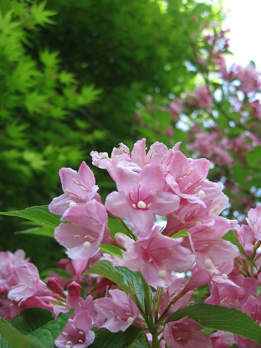 峠の茶屋公園2