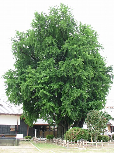 大銀杏1