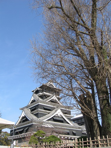 大銀杏4