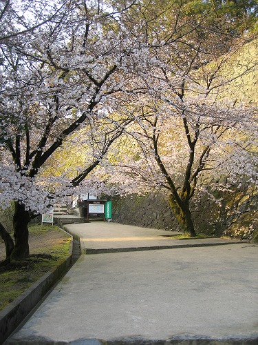 桜22
