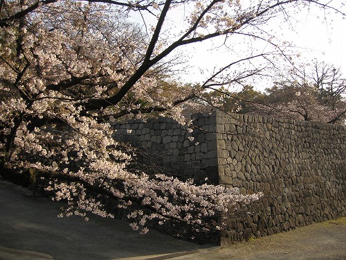 桜2