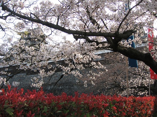 桜3