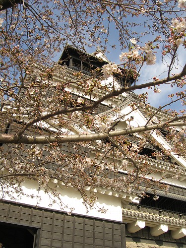 桜23