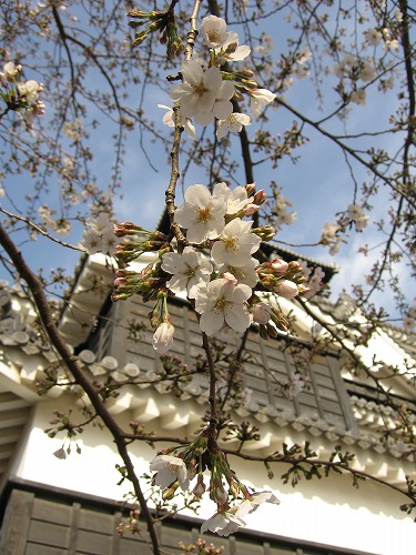 桜24