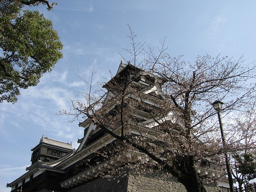 桜5
