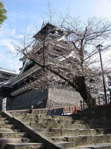 桜25