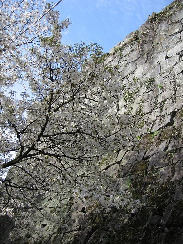 桜26