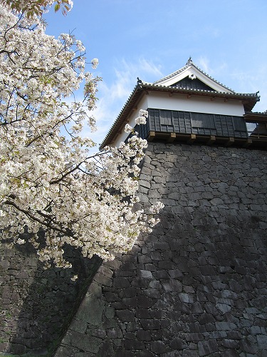 桜27