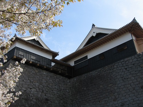 桜6