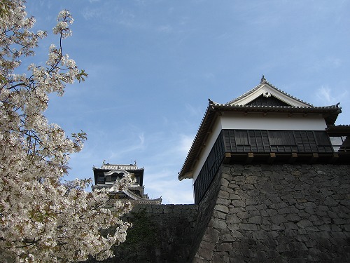 桜7