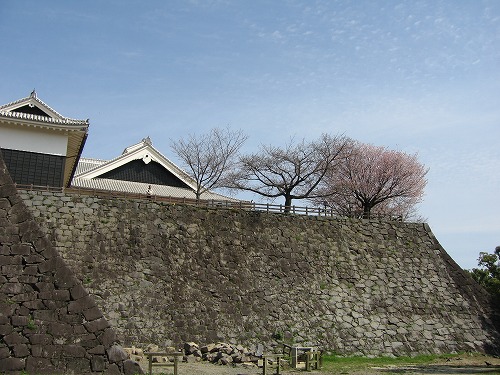 桜10