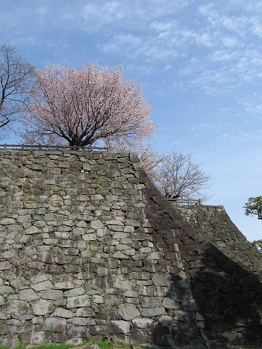 桜29