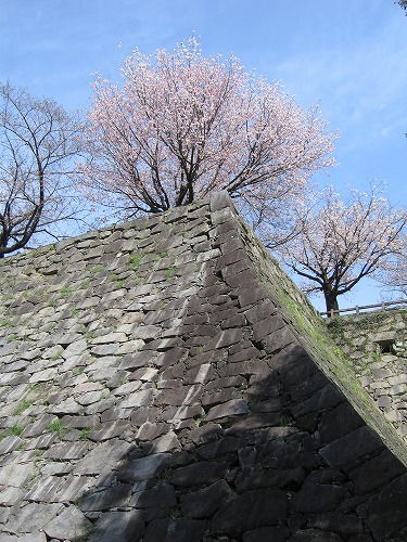 桜30