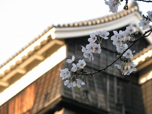 桜12