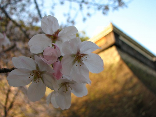 桜13