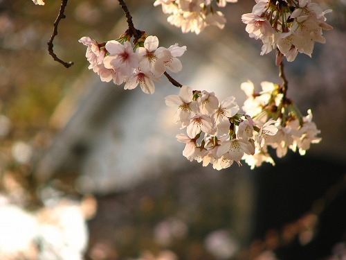 桜14