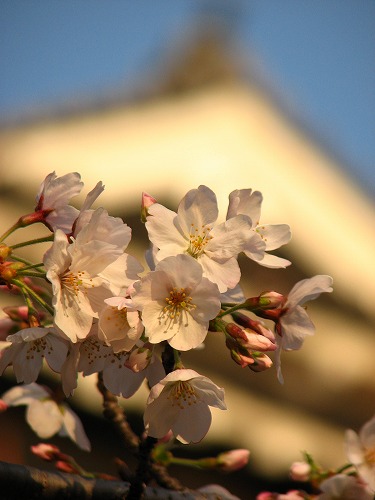 桜15