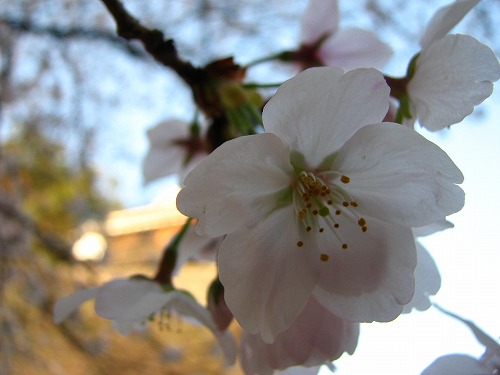 桜16