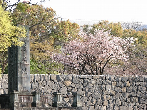 桜1