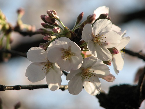桜17