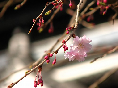 桜19