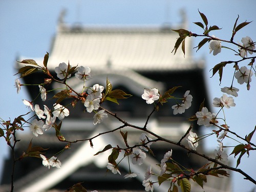 桜20