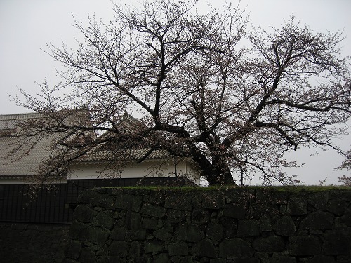 雨の熊本城3