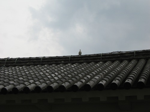 諸櫓20