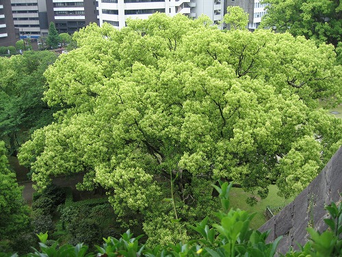 竹の丸15